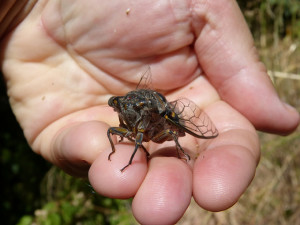 A este animalito deben su apodo los de Linares de la Sierra.