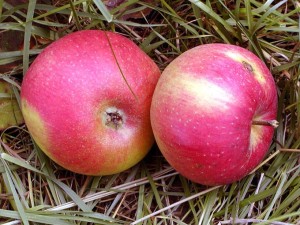 Galaroza debe su gentilicio al cultivo de la manzana o cachón en la zona.