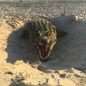 El reptil parecía salir de su escondite en la arena. / Foto: Alma Alanís.