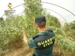 La plantación se encuentra en Aljaraque.