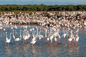Huelva organiza un amplio programa para celebrar en Huelva el Día Mundial de las Aves.