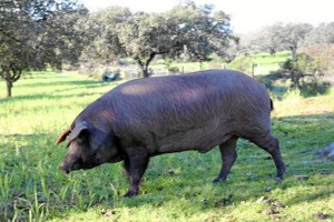 Sobre las fortalezas del sector se destacó que el nombre de Jabugo está muy asentado.