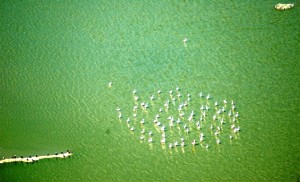 Actividades para conmemorar el Día Mundial de las Aves.