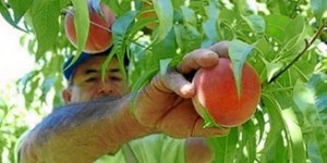 Huelva acoge el próximo jueves 15 de septiembre la jornada “Tendencias de mejora genética en producción hortofrutícola”.