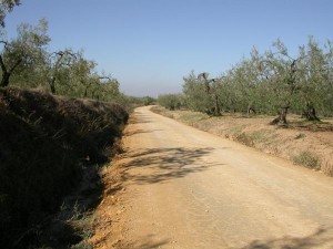 Las vías pecuarias serán objeto de actuación.