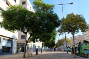 Algunos de los árboles plantados.