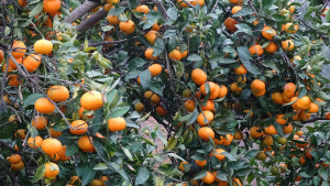 Las mandarinas son un producto destacado de los agricultores de esta Comunidad.