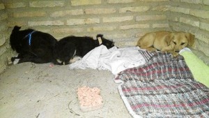 A pesar de su estado de abandono, la asociación ha logrado encontrarles un hogar a las tres.