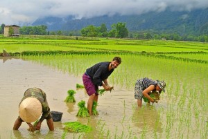 Plantando arroz con unos locales, en un pequeño pueblo de Laos. 