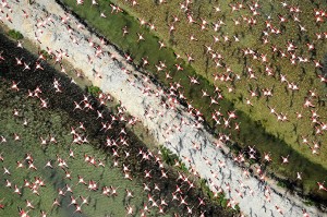 Doñana es lugar de paso de más de seis millones de aves en su migración entre Europa y África, muchas de las cuales pasan el invierno allí.