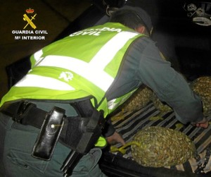 Las coquinas intervenidas por la Guardia Civil.