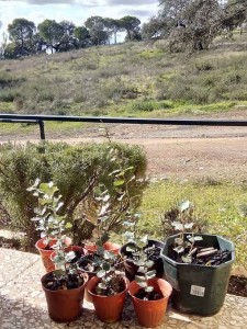 zalamea plantacion arboles cistus jara