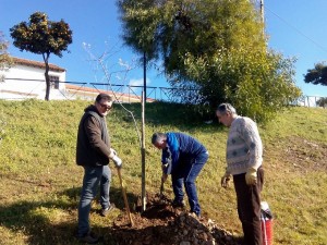 zalamea plantacion arboles cistus jara