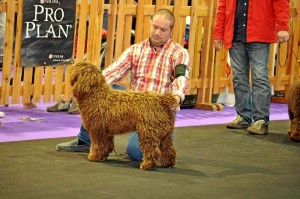 Los onubenses compiten en concursos de belleza canina.