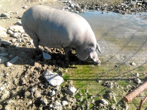 Los animales salen por la calle este 6 de enero.