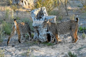 El proyecto Life 'Iberlince' para la ‘Recuperación de la distribución histórica del lince ibérico (Lyxn pardinus) en España y Portugal’.