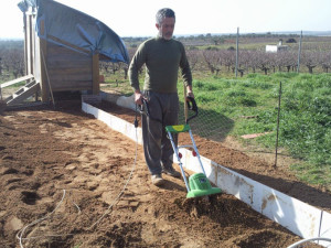 Manolo arando el huerto.