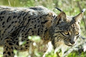 El nuevo paso de fauna se construirá en la carretera A-483 entre Almonte y El Rocío.