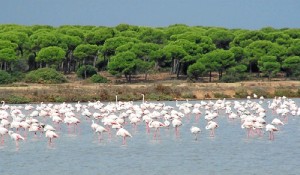 El 22 de marzo se celebra el Día Mundial del Agua. En la imagen, el Paraje Natural Marismas del Odiel, declarado Reserva de la Biosfera.