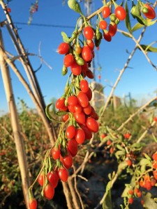 Las bayas de govi es una fruta con muchas propiedades. / Foto: Gojivital.