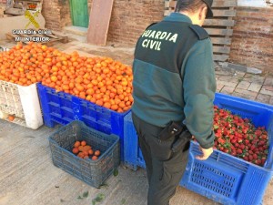 Detenidos por su relación con el hurto de fresas y mandarinas.