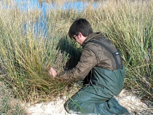 En estos momentos trabajan un proyecto que lleva por título, 'Las halófitas y sus relaciones rizosfericas; herramientas para la adaptación de la agricultura tradicional al cambio Climático'.