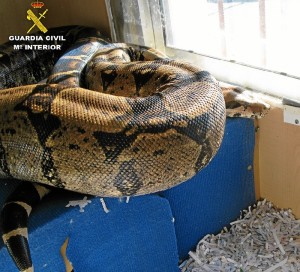 Boa constrictor imperator de 2 metros de longitud aproximadamente hallada en Punta Umbría.