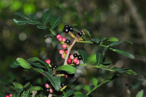 Fruto de lentisco.