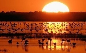 Parque Nacional de Doñana.