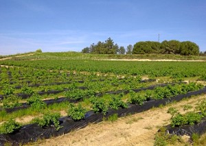 La finca donde se ha iniciado este cultivo se encuentra situada entre Niebla y Rociana. 