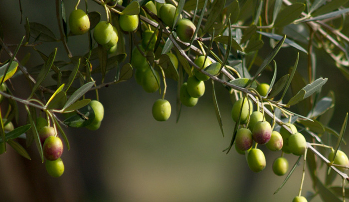 Repunte de precios en el aceite de oliva.