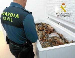 En total la Guardia Civil se ha incautado 40 kilos de pescado no apto para consumo humano.