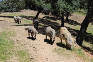 La jornada contempló una visita a la Dehesa, donde los académicos pudieron de primera mano apreciar la forma de vida de las piaras./Foto: Laura C.