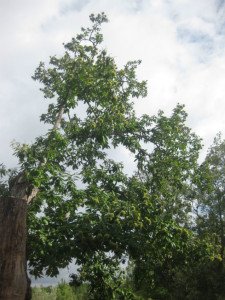 Una investigación de la Asociación Lieva descubre la Fiesta del Árbol, celebrada en 1908.