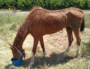 El caballo se encontraba atado por una cuerda al suelo con evidentes signos de malnutrición.