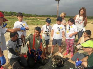 Aguila pescadora