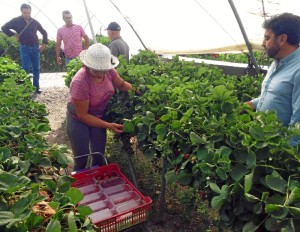 Este carro de recogida y pesaje “reduce a una sola vez la manipulación de la fruta”.