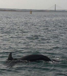 Imagen de cerca de uno de los delfines que ayer se recreaba a las puertas de Ayamonte. Foto/ L.O.