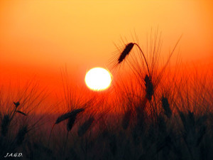 Con motivo de hablar del Verano, y olas de calor, te mando esta foto del trigo y el sol, por si la quieres usar, es mía, te la puedo enviar sin el nombre.