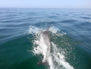 Los delfines vienen viéndose en la costa onubense con cierta frecuencia, pero no en el interior fluvial.