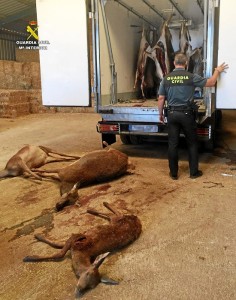 Intervenidos 15 ciervos cazados ilegalmente de Alájar.