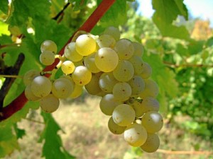 La uva zalema es una variedad autóctona del Condado de Huelva.