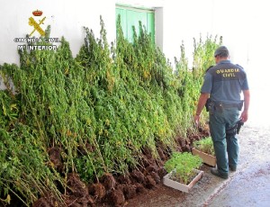 En total se han intervenido 424 plantas de marihuana y 300 plantones dispuestos para su siembra.