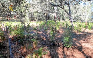 La plantación estaba oculta en una zona de alcornoques y encinas con monte bajo y helechos.