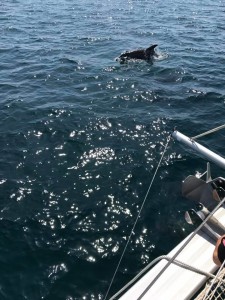 Los animales jugueteron en el agua. / Foto: Javier Moya. 