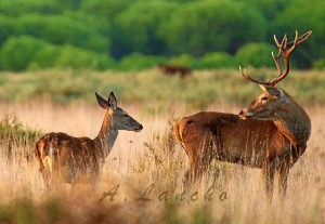 La berrea, un fenómeno propio del otoño. / Foto: Antonio Lacho.