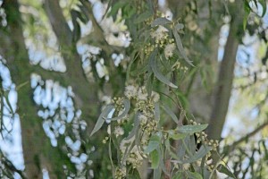 La primera finca de eucalipto diseñada como arboreto estuvo situada en San Bartolomé de la Torrre. / Foto: Uhu.es