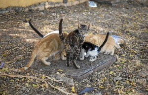 El Servicio de retirada, transporte y custodia de animales vagabundos estará coordinado desde el Centro Municipal de Acogida.