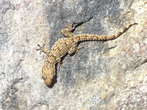 La salamanquesa, un reptil único que encontramos en las ciudades.