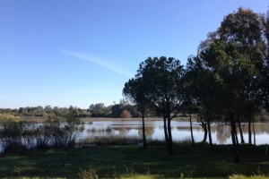 Podemos recorrer los senderos de Doñana, de gran belleza. / Foto: Junta de Andalucía.